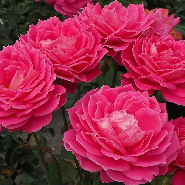 【2023年バラ苗予約販売】フレンチカンカン(販売終了)