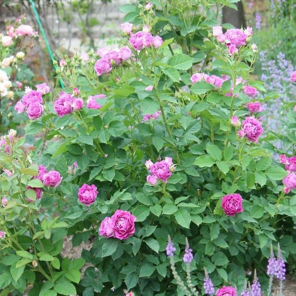 2025年バラ苗予約販売】モン・プレジール | 花＆グリーン 通販