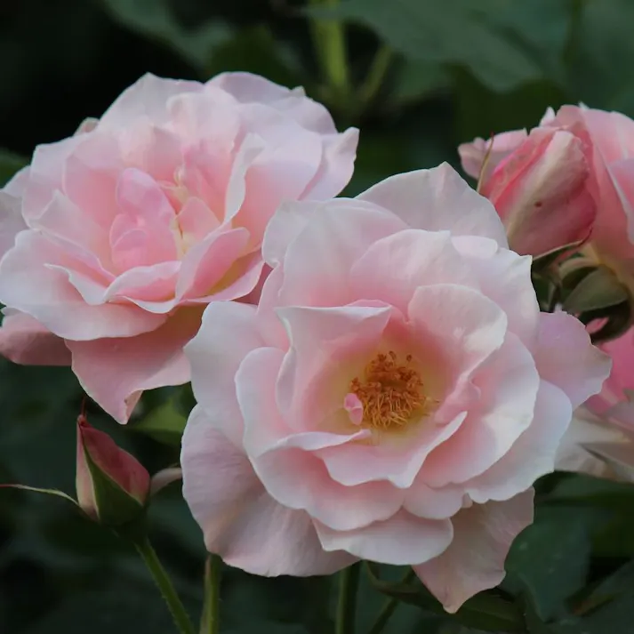 【2023年バラ苗予約販売】ファースト・キス(販売終了)