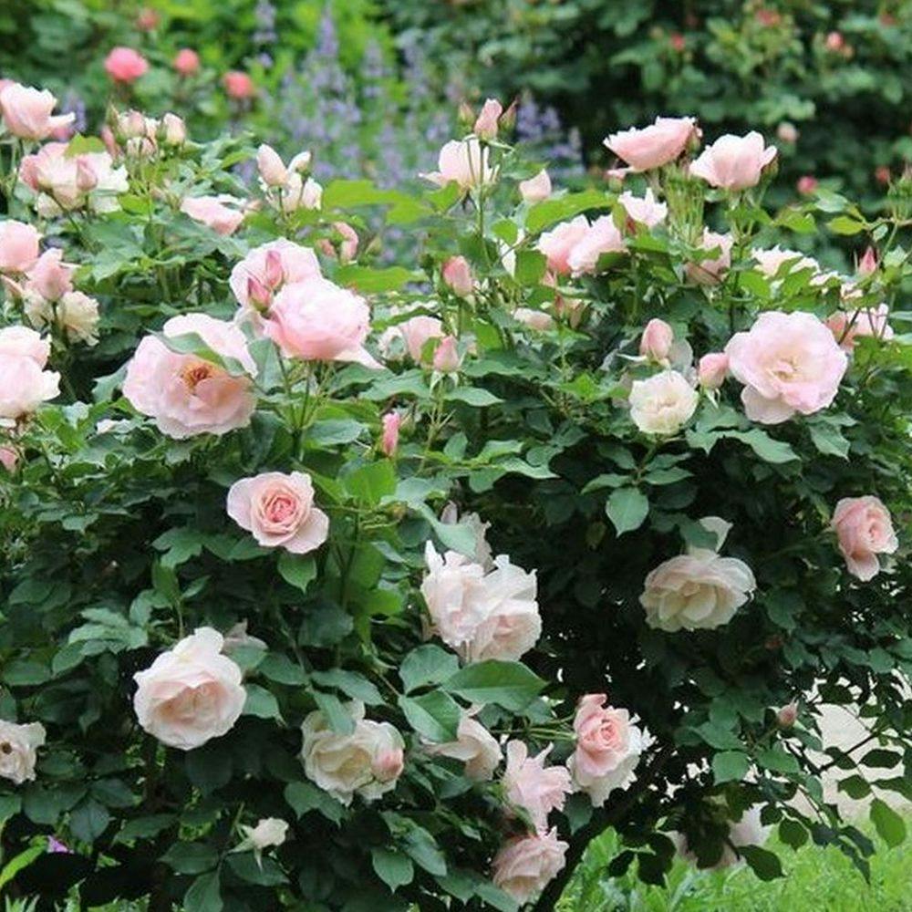 2023年バラ苗予約販売】ファースト・キス(販売終了) | 花