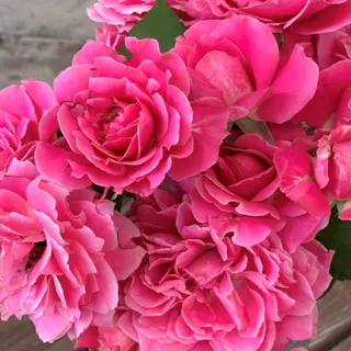 【2025年バラ苗予約販売】雨ニモマケズリバーシブルピンク