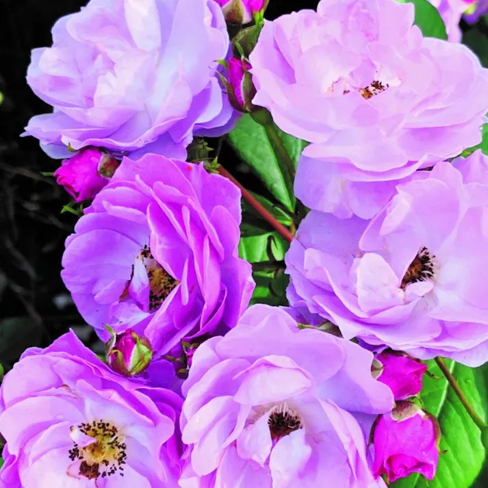 【2025年バラ苗予約販売】ライラック・デイズ