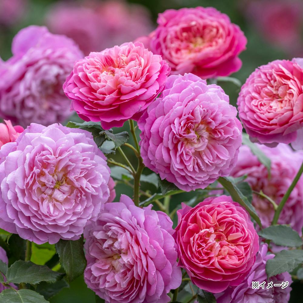 �G�}�E�u���b�W�E�H�[�^�[ ��؁E�ʎ�