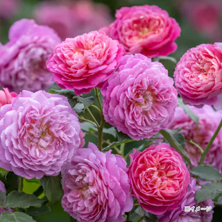 【2025年バラ苗予約販売】エマ・ブリッジウォーター