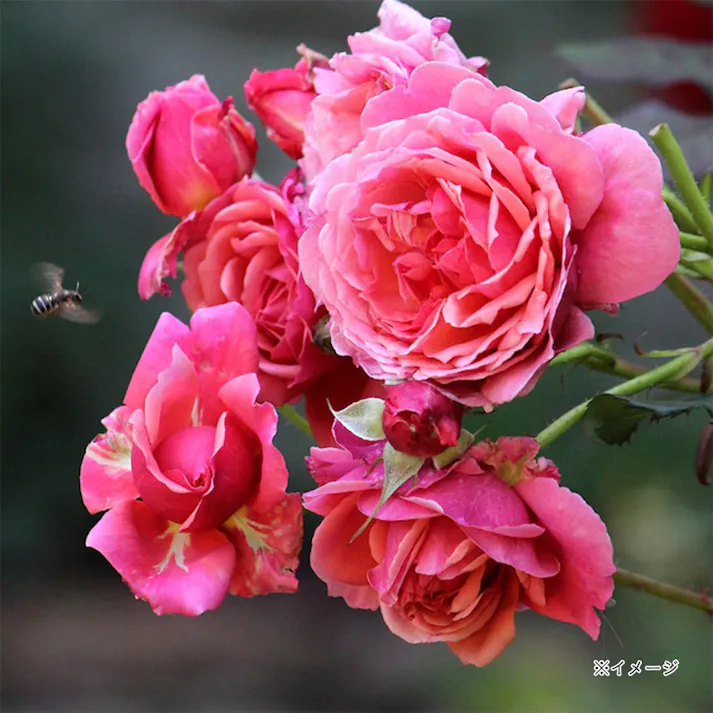 【2025年バラ苗予約販売】ラデュレ