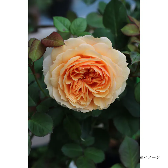 【2025年バラ苗予約販売】チャリティーローズ・絆(KIZUNA)