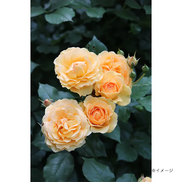 【2025年バラ苗予約販売】ニルヴァーナ