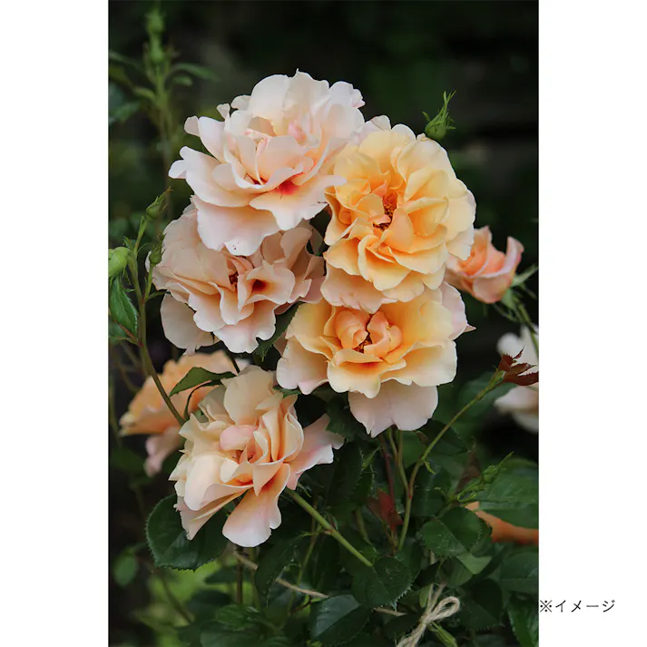 【2025年バラ苗予約販売】モーニングライト