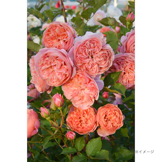 【2025年バラ苗予約販売】シルクロード