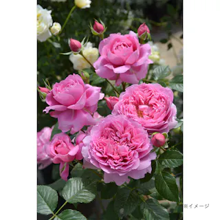 【2025年バラ苗予約販売】プリマヴィスタ