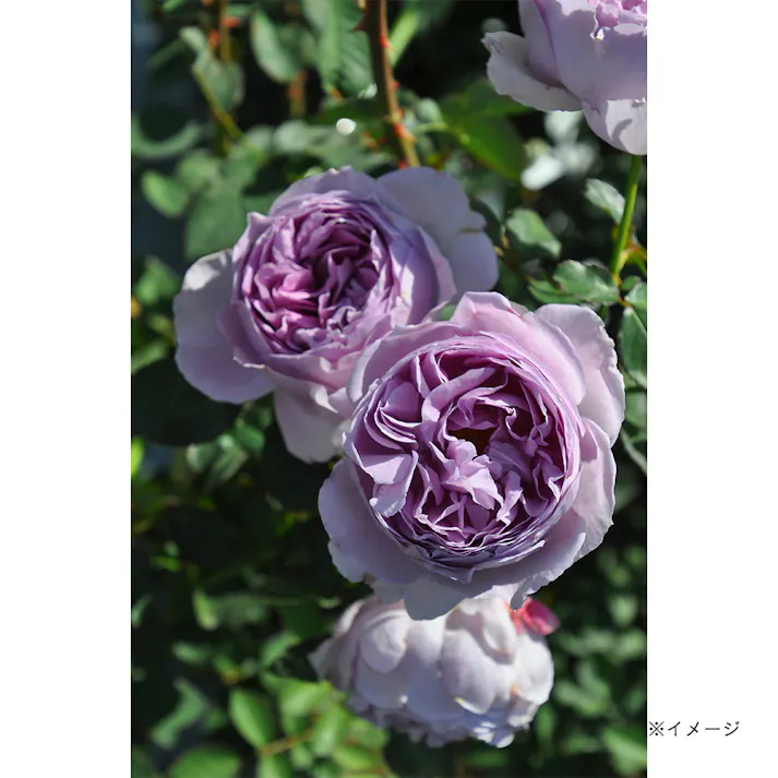 【2025年バラ苗予約販売】リラ