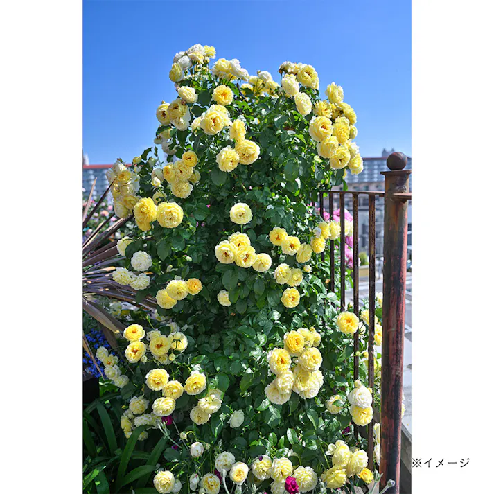 【2025年バラ苗予約販売】シャトー・ドゥ・シュベルニー