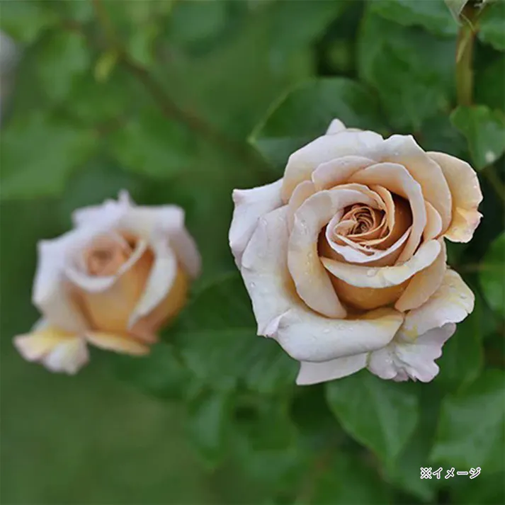 【2025年バラ苗予約販売】ラリ・デ・ガゼル