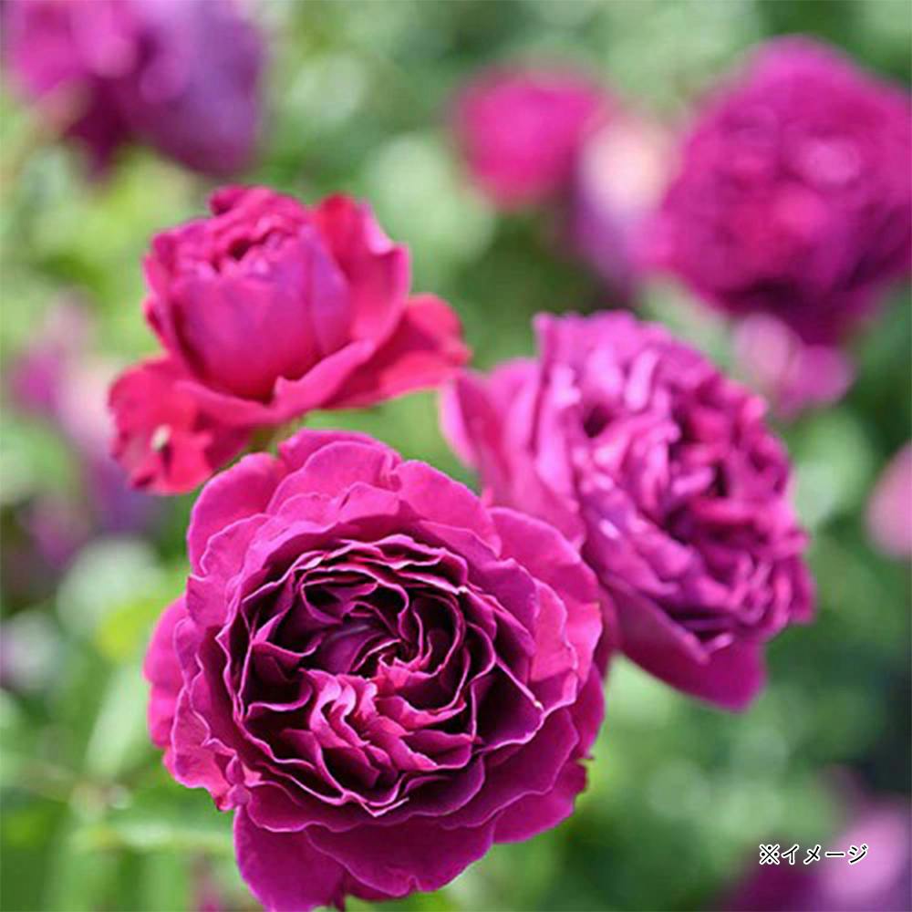 2025年バラ苗予約販売】ル・タン・デ・スリーズ | 花＆グリーン 通販