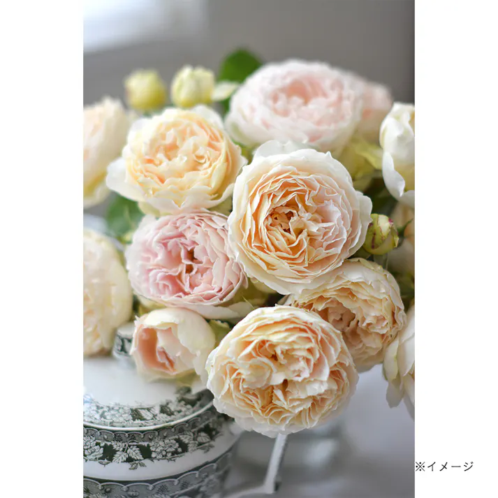 【2025年バラ苗予約販売】アンヌ