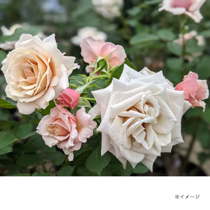 【2025年バラ苗予約販売】希成