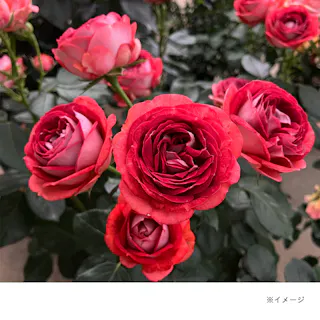 【2025年バラ苗予約販売】ストロベリー・ミスト