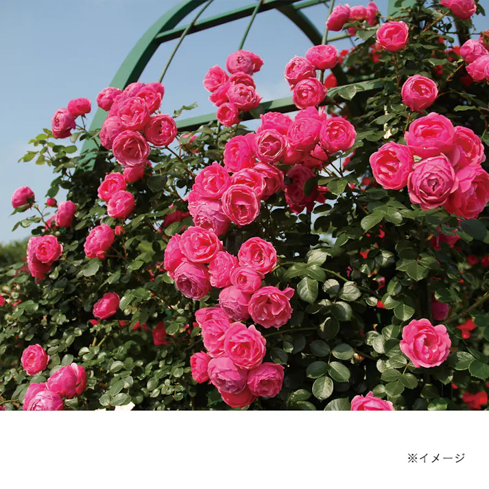 【2025年バラ苗予約販売】ポンポネッラ