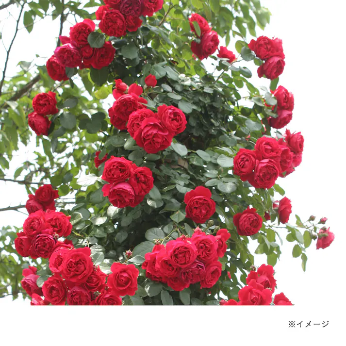 【2025年バラ苗予約販売】フロレンティーナ