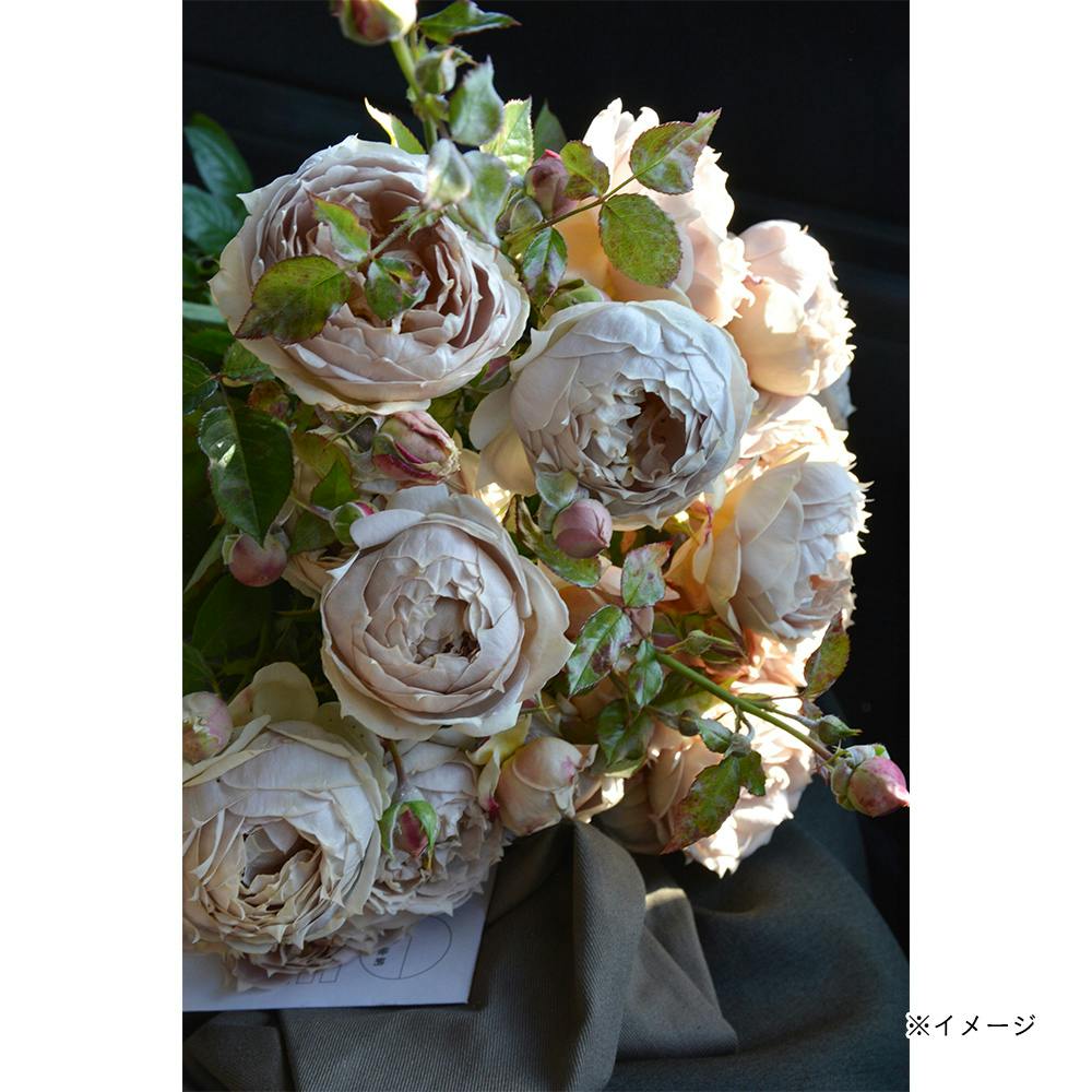 ���N�\�[�� ��؁E�ʎ�