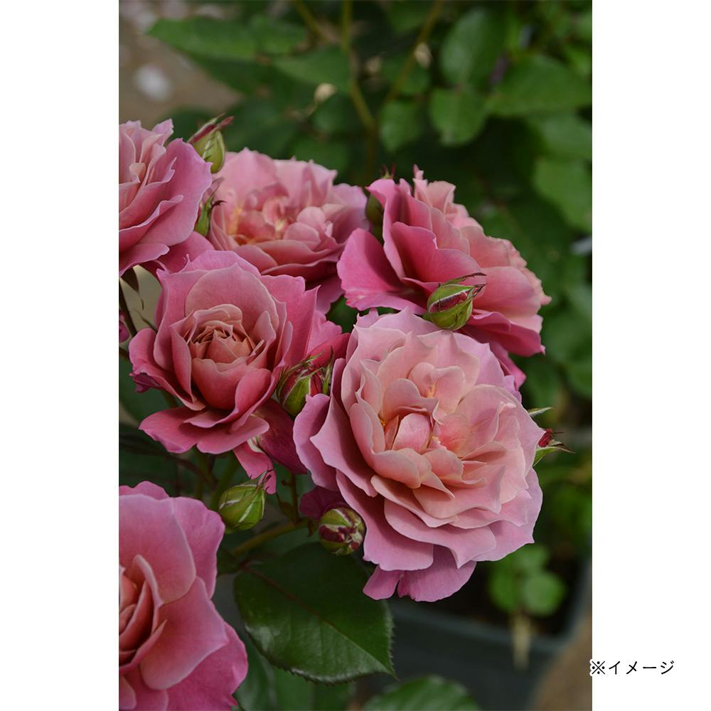 ���̏� ��؁E�ʎ�