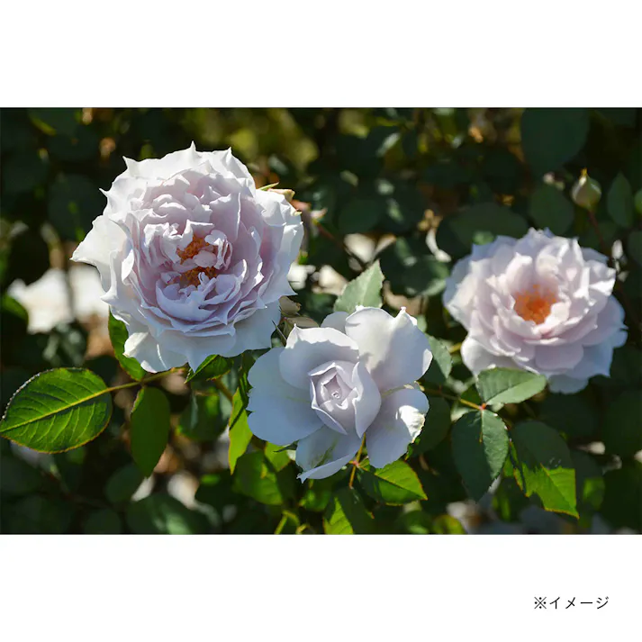 【2025年バラ苗予約販売】ザ・セレスティアル