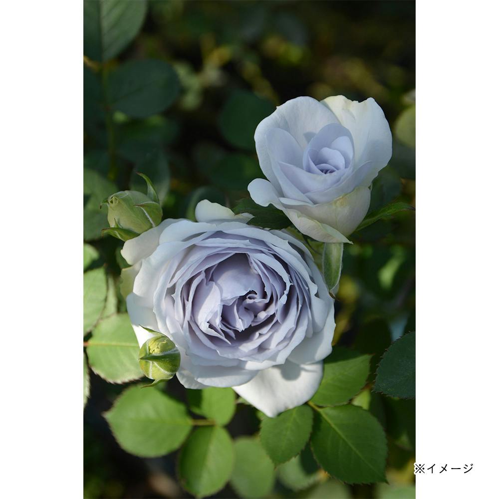 �|���g�u���[ ��؁E�ʎ�