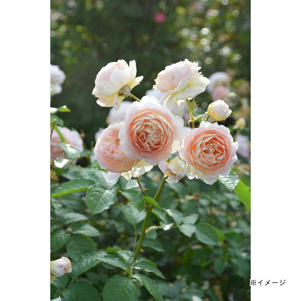 �T�V�F ��؁E�ʎ�