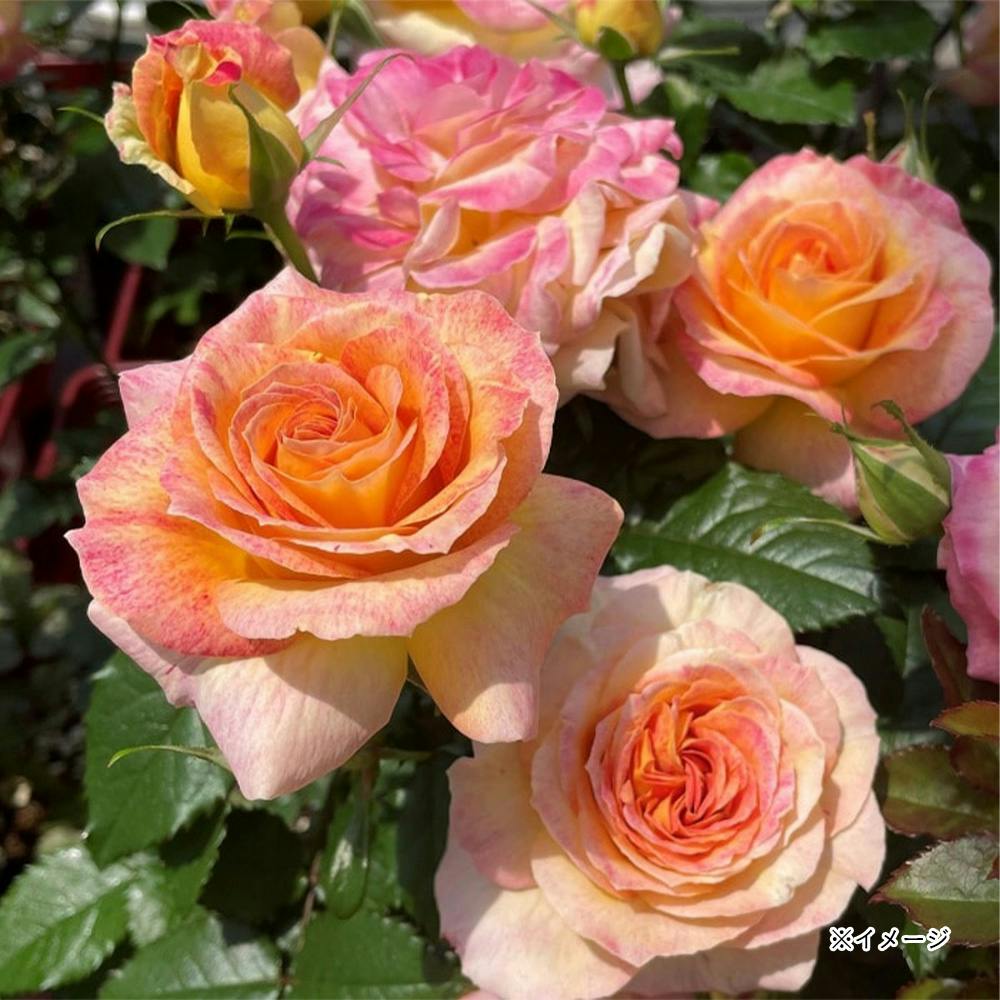 ���[�u�h�D���e ��؁E�ʎ�