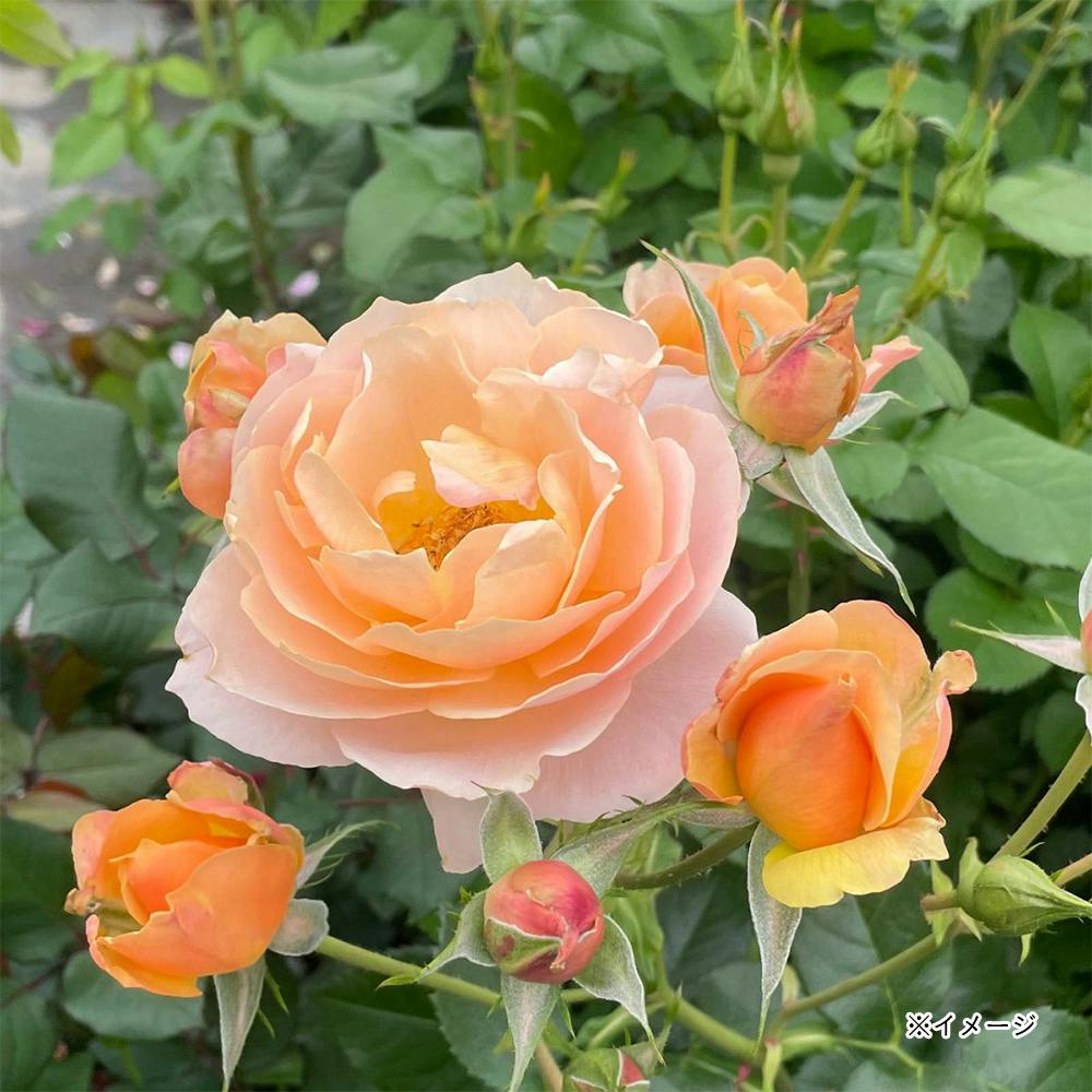 �X�C�[�g�V�t�H�� ��؁E�ʎ�