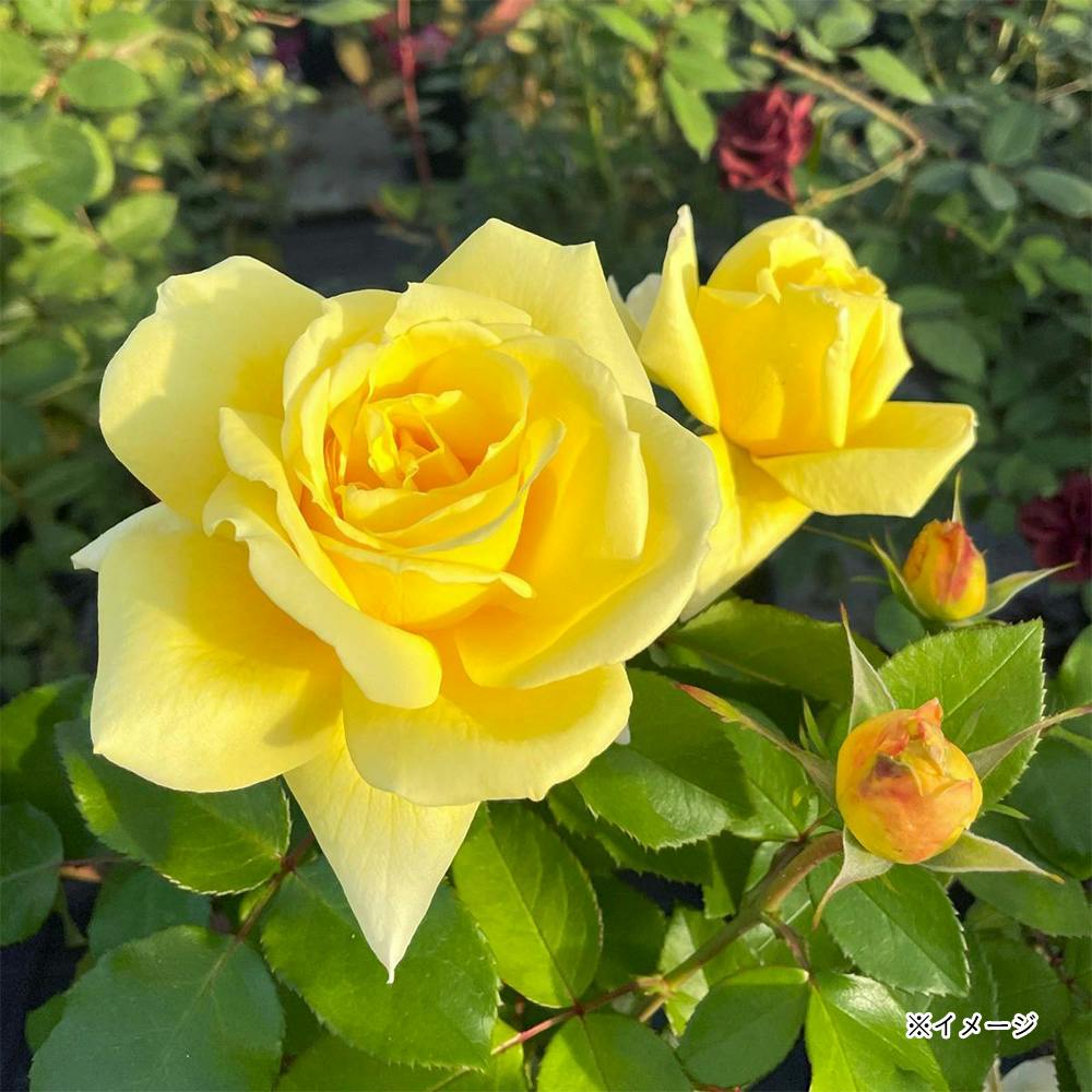 �����l�[�h�V���b�v ��؁E�ʎ�