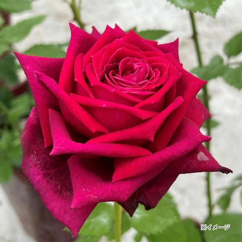 �A�[�e�B�X�g ��؁E�ʎ�