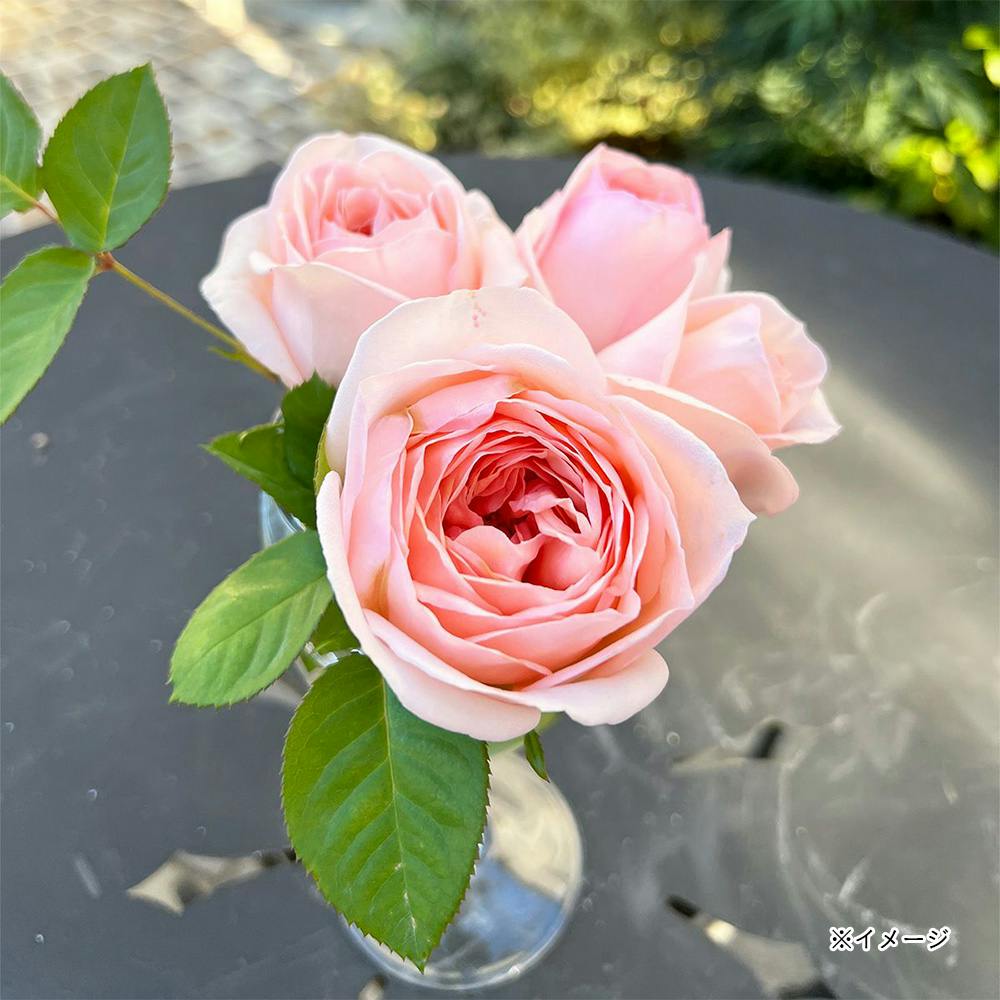 �����炢�� ��؁E�ʎ�