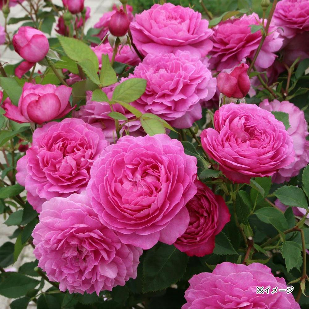 �t�B�l�X ��؁E�ʎ�