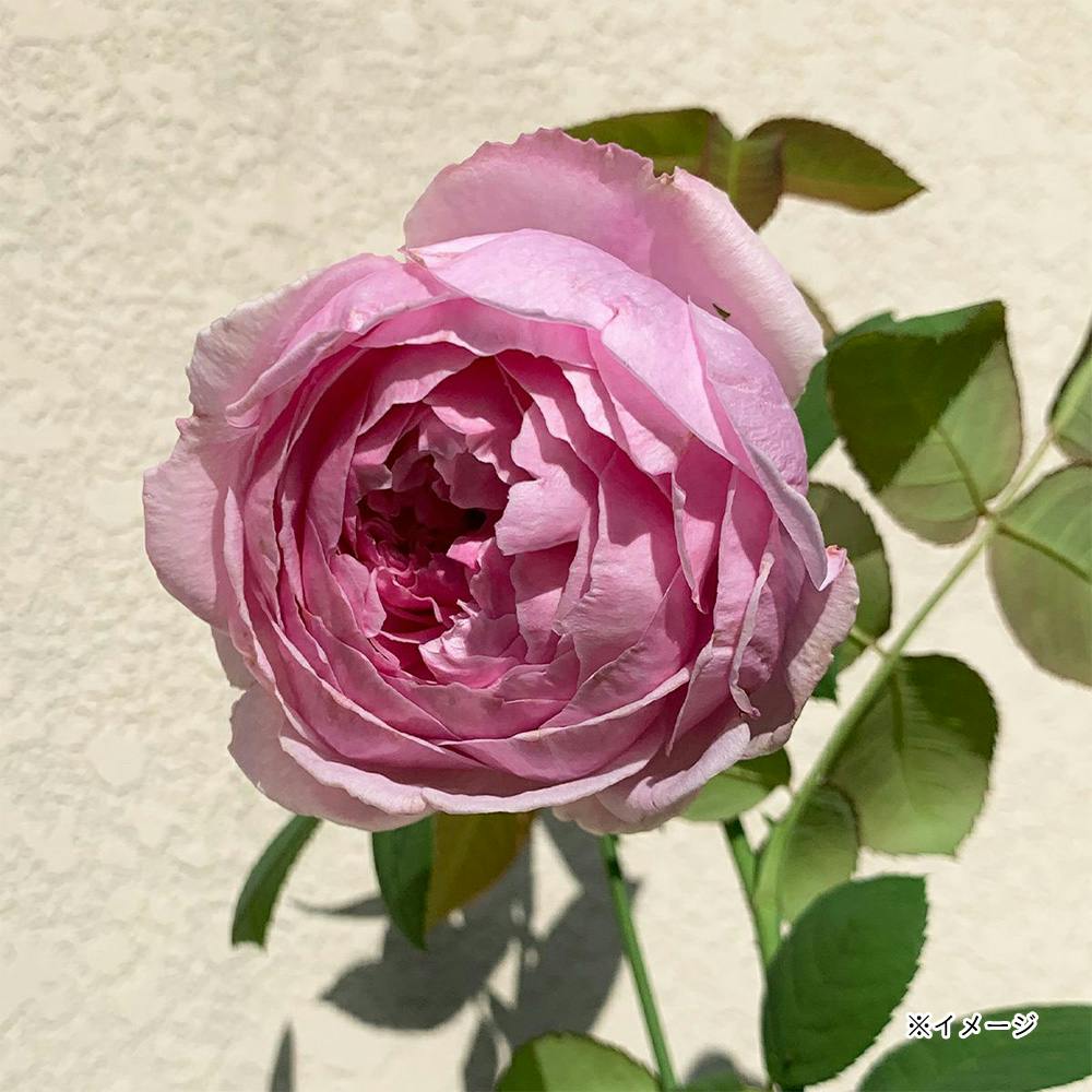 �R���g�h�D���t�F�[�� ��؁E�ʎ�