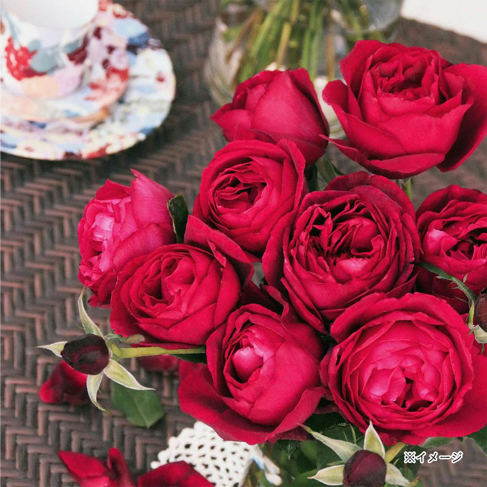 �͂����� ��؁E�ʎ�