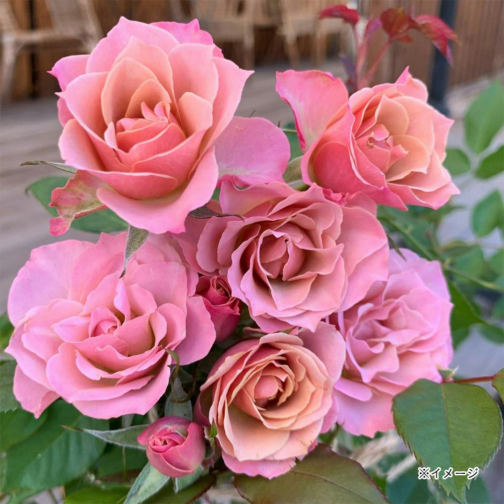 ���� ��؁E�ʎ�