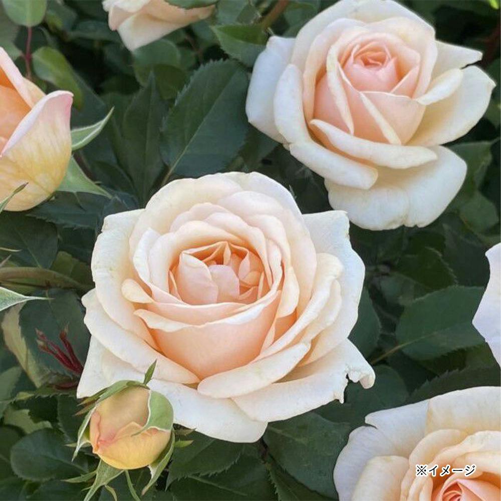 �����˂��� ��؁E�ʎ�