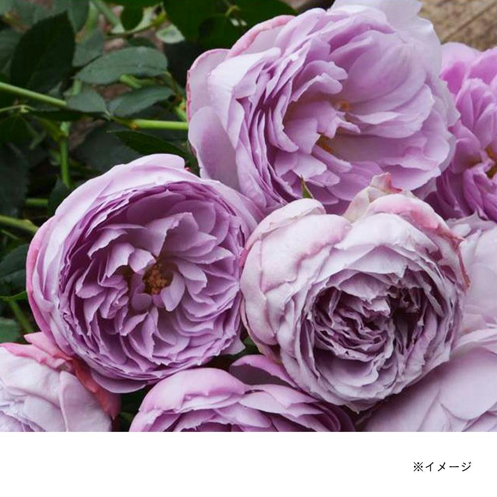 ���s�X���Y�� ��؁E�ʎ�