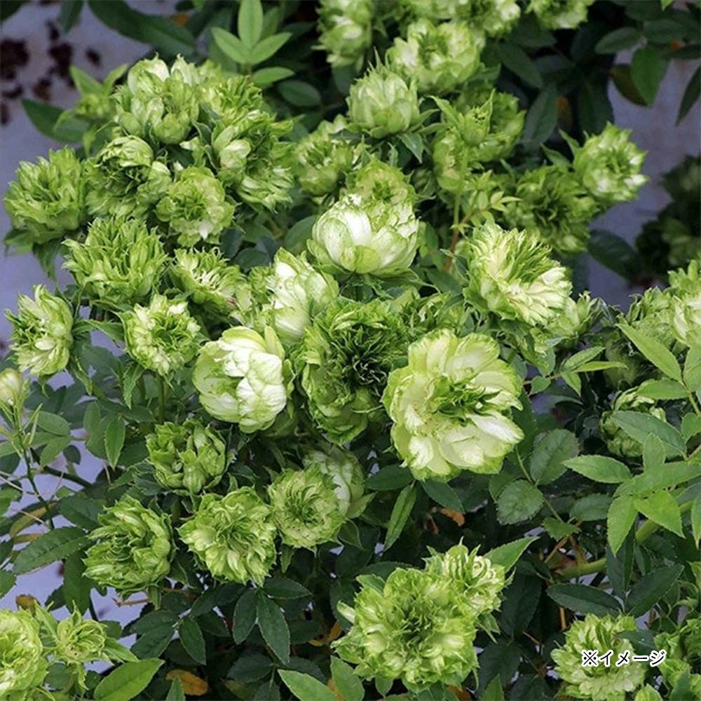 �I���G���^���G�N���[�� ��؁E�ʎ�