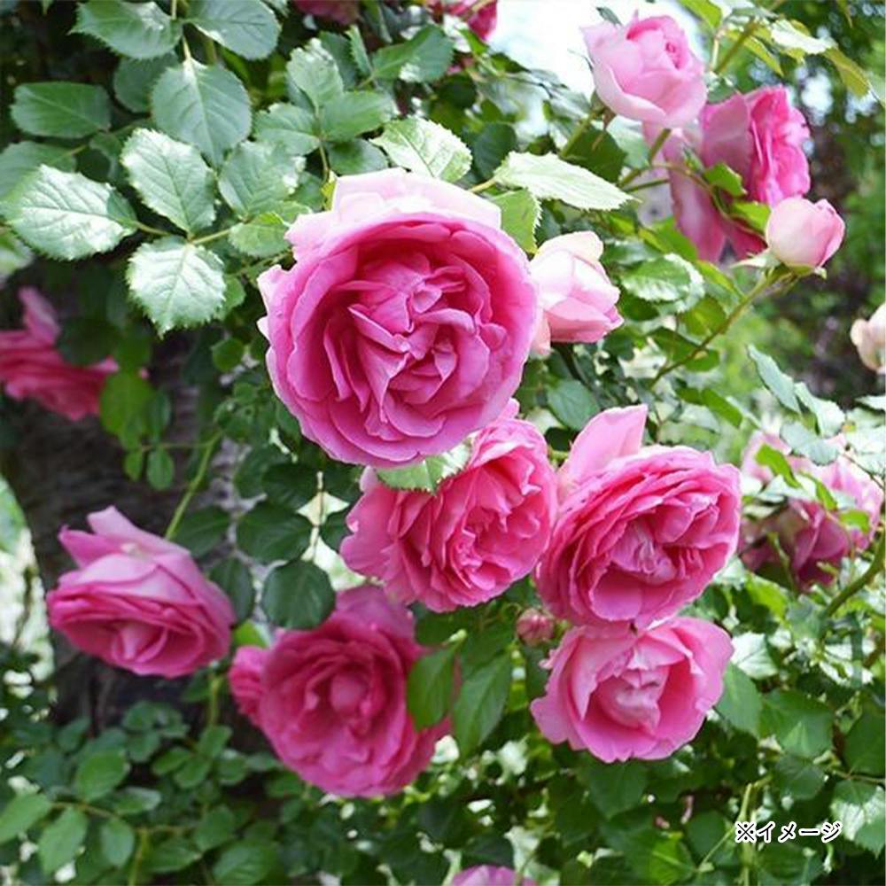 ���|�[�����}���e�[�N ��؁E�ʎ�