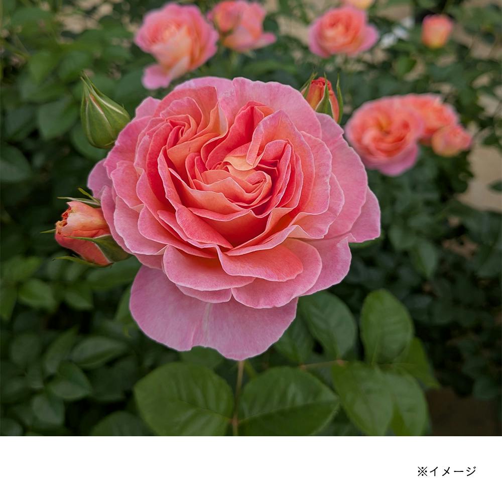 �h�����u���K�[�V�����X���[�Y ��؁E�ʎ�