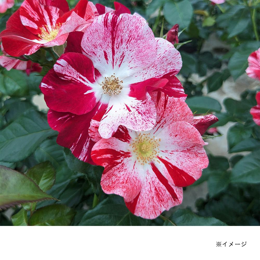 �V���T���r�� ��؁E�ʎ�