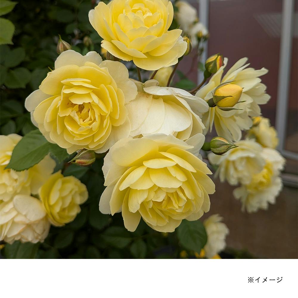 �������V���G�b�^ ��؁E�ʎ�