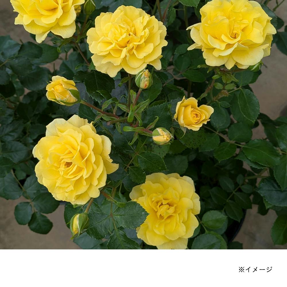 �S�[���f���X�g���[�g�J���[�Y ��؁E�ʎ�