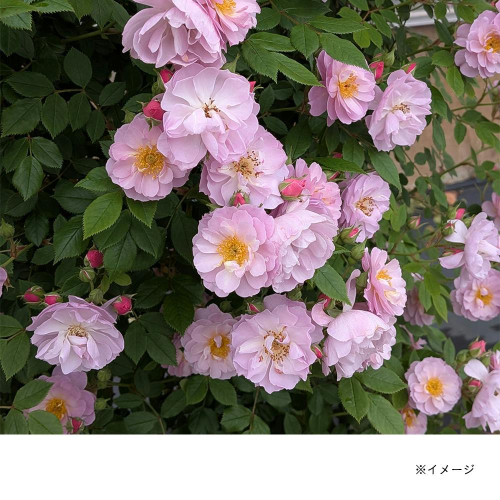 2025年バラ苗予約販売】トゥインクルブローチ | 花＆グリーン 通販