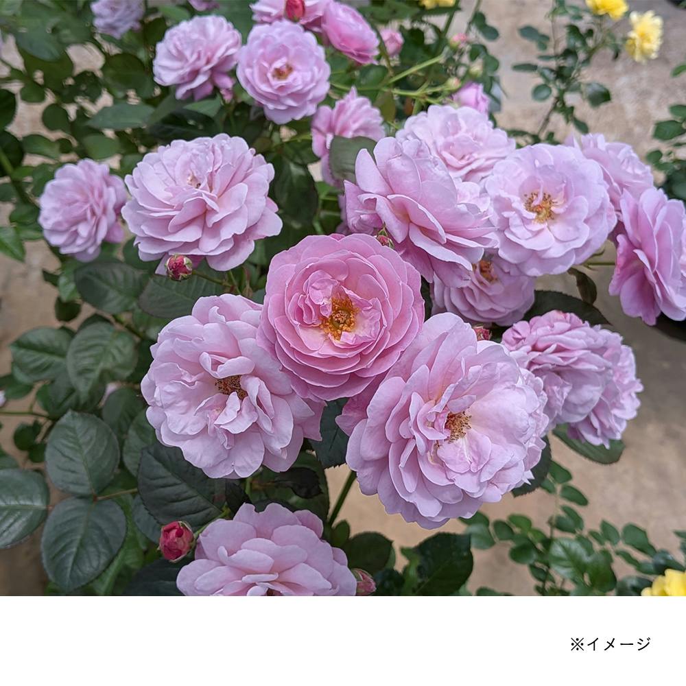 �����̕� ��؁E�ʎ�