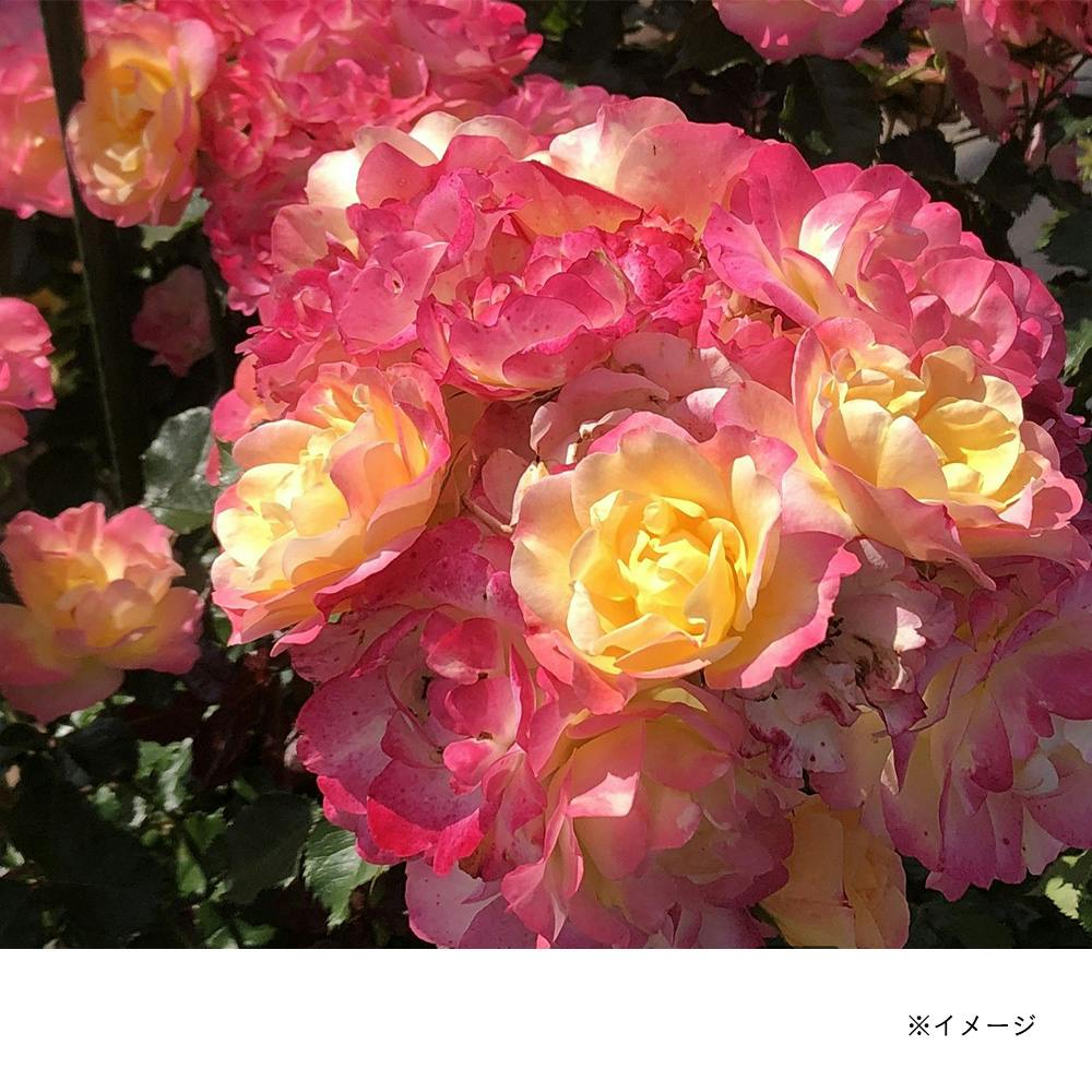 �V�g�������[�W�� ��؁E�ʎ�