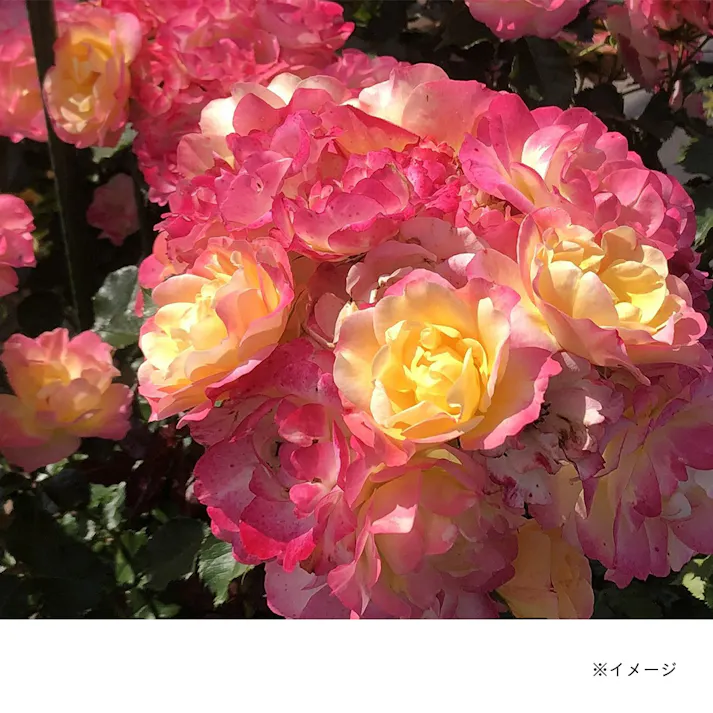 【2025年バラ苗予約販売】シトリンルージュ