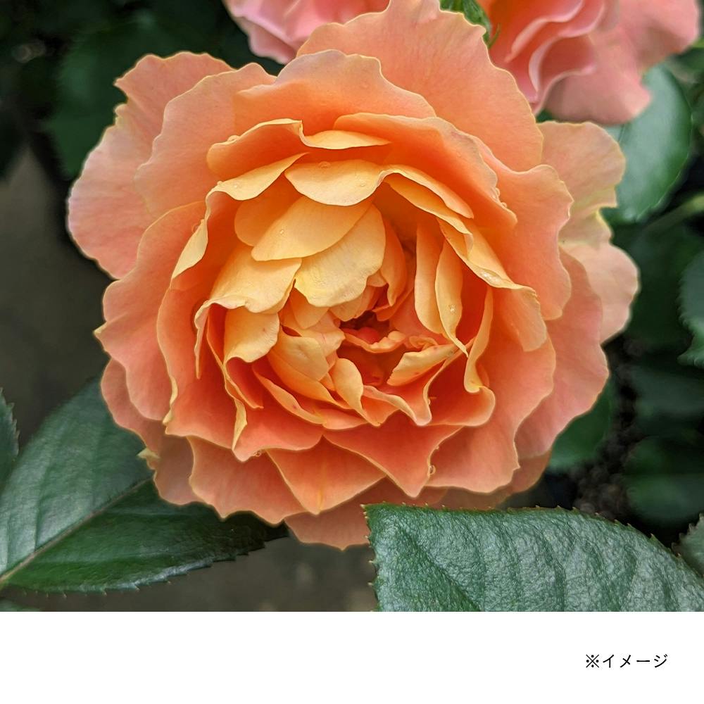 �A�v���R�b�g�V�t�H�� ��؁E�ʎ�